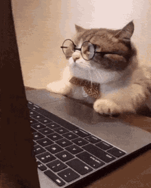cat wearing glasses at computer cat wearing glasses at computer